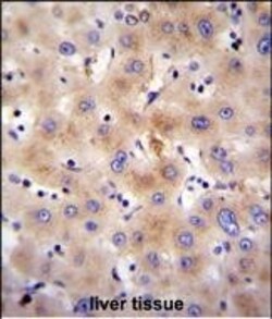 Invitrogen FBXO47 Polyclonal Antibody 400 &mu;L; Unconjugated:Antibodies,