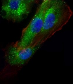 Invitrogen AP1M1 Polyclonal Antibody 400 &mu;L; Unconjugated:Antibodies,