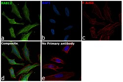 Invitrogen RAB12 Polyclonal Antibody 400 &mu;L | Buy Online | Invitrogen&trade; | Fisher Scientific