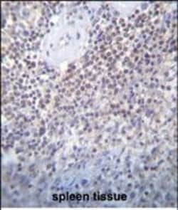 Invitrogen PATL2 Polyclonal Antibody 400 &mu;L; Unconjugated:Antibodies,
