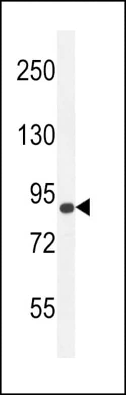 Invitrogen AGAP9 Polyclonal Antibody 400 &mu;L; Unconjugated:Antibodies,