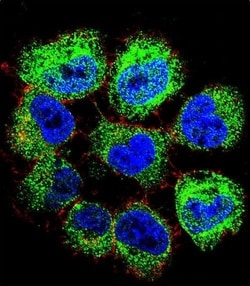 Invitrogen GTF2H2C Polyclonal Antibody 400 &mu;L; Unconjugated:Antibodies,