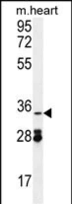 Invitrogen OXNAD1 Polyclonal Antibody 400 &mu;L; Unconjugated:Antibodies,