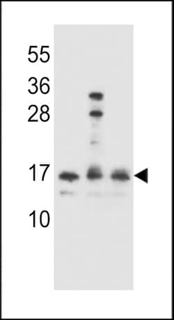 Invitrogen HOPX Polyclonal Antibody 400 &mu;L; Unconjugated:Antibodies,
