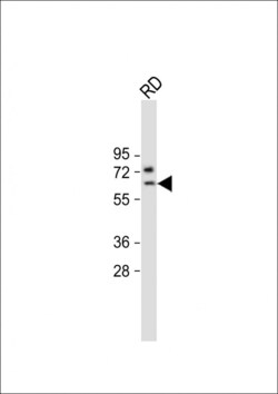 Invitrogen SMTNL1 Polyclonal Antibody 400 &mu;L; Unconjugated:Anticuerpos
