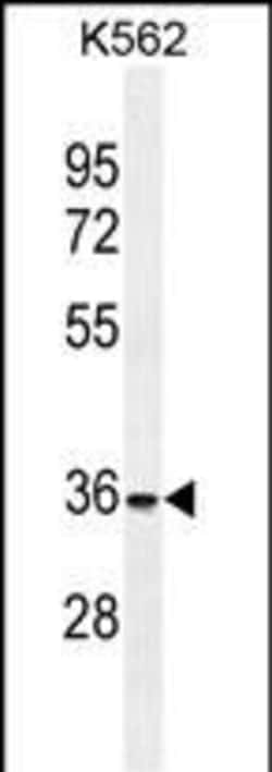 Invitrogen FOXI3 Polyclonal Antibody 400 &mu;L; Unconjugated:Antibodies,