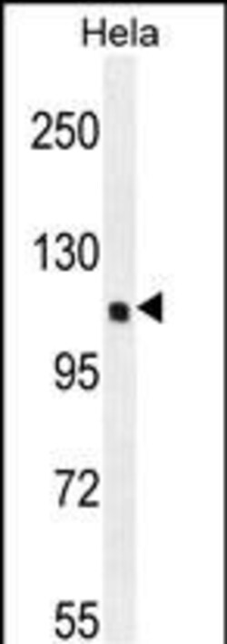 Invitrogen SIK3 Polyclonal Antibody 400 &mu;L; Unconjugated:Antibodies,
