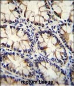 Invitrogen ECT2L Polyclonal Antibody 400 &mu;L; Unconjugated:Antibodies,