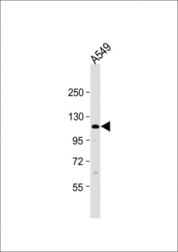 Invitrogen ECT2L Polyclonal Antibody 400 &mu;L; Unconjugated:Antibodies,