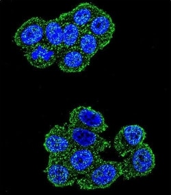 Invitrogen UQCRFS1 Polyclonal Antibody 400 &mu;L; Unconjugated:Antibodies,