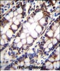 Invitrogen UQCRFS1 Polyclonal Antibody 400 &mu;L; Unconjugated:Antibodies,