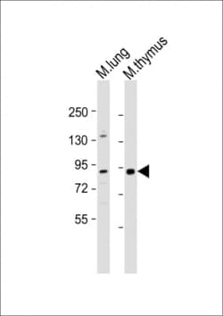Invitrogen PARP9 Polyclonal Antibody 400 &mu;L; Unconjugated:Antibodies,