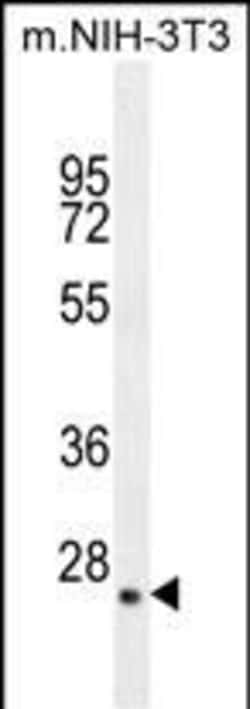 Invitrogen GFER Polyclonal Antibody 400 &mu;L; Unconjugated:Antibodies,