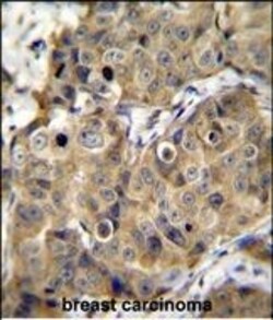 Invitrogen TMEM100 Polyclonal Antibody 400 &mu;L; Unconjugated:Antibodies,