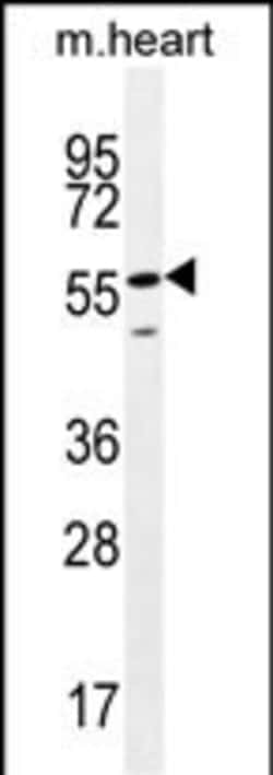 Invitrogen SMTNL2 Polyclonal Antibody 400 &mu;L; Unconjugated:Antibodies,