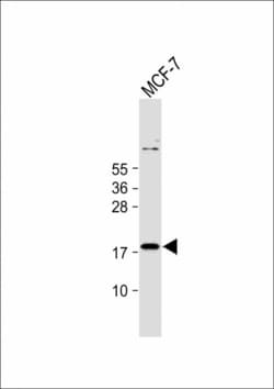 Invitrogen IEX-1 Polyclonal Antibody 400 &mu;L; Unconjugated:Antibodies,