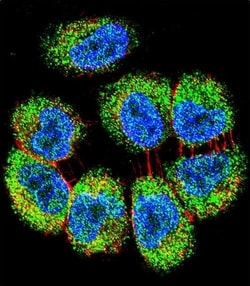 Invitrogen TRIM65 Polyclonal Antibody 400 &mu;L; Unconjugated:Antibodies,