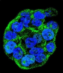 Invitrogen WTIP Polyclonal Antibody 400 &mu;L; Unconjugated:Antibodies,