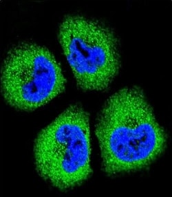Invitrogen GAS1 Polyclonal Antibody 400 &mu;L; Unconjugated:Antibodies,