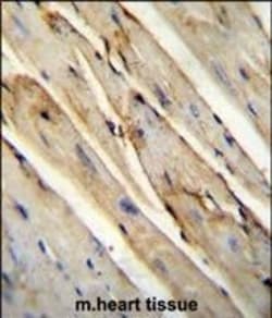 Invitrogen GAS1 Polyclonal Antibody 400 &mu;L; Unconjugated:Antibodies,