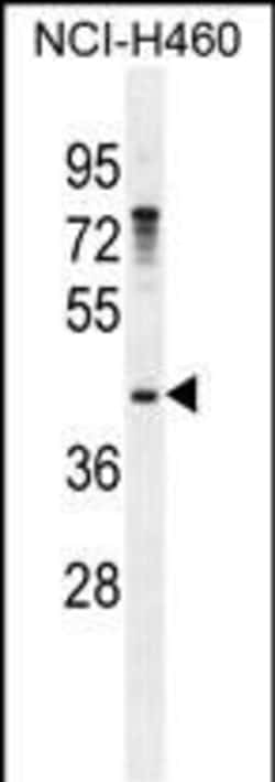 Invitrogen GAS1 Polyclonal Antibody 400 &mu;L; Unconjugated:Antibodies,