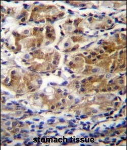 Invitrogen PDPR Polyclonal Antibody 400 &mu;L; Unconjugated:Antibodies,