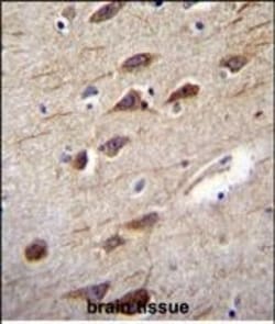 Invitrogen RUSC2 Polyclonal Antibody 400 &mu;L; Unconjugated:Antibodies,