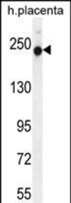 Invitrogen RUSC2 Polyclonal Antibody 400 &mu;L; Unconjugated:Antibodies,