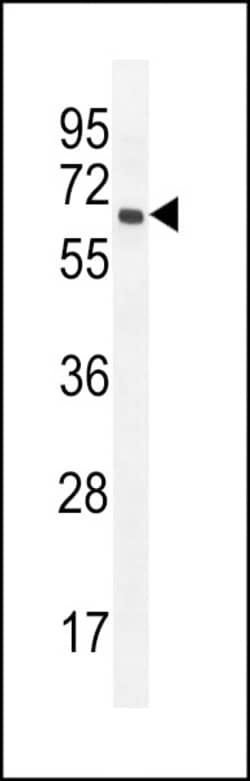 Invitrogen PRAMEF20 Polyclonal Antibody 400 &mu;L; Unconjugated:Antibodies,