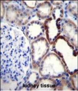 Invitrogen Naked2 Polyclonal Antibody 400 &mu;L | Buy Online | Invitrogen&trade; | Fisher Scientific