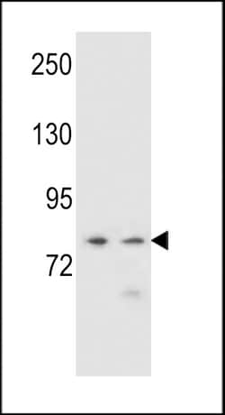 Invitrogen PCDHA9 Polyclonal Antibody 400 &mu;L; Unconjugated:Antibodies,