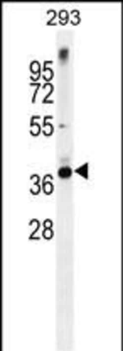 Invitrogen STX16 Polyclonal Antibody 400 μL; Unconjugated:Antibodies,