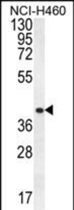 Invitrogen CCNYL3 Polyclonal Antibody 400 &mu;L; Unconjugated:Antibodies,