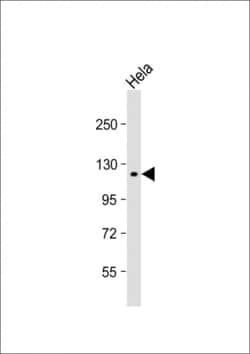 Invitrogen SNX13 Polyclonal Antibody 400 &mu;L; Unconjugated:Antibodies,
