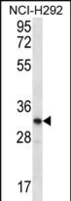 Invitrogen OR51L1 Polyclonal Antibody 400 &mu;L; Unconjugated:Antibodies,