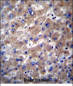 Invitrogen SLMO2 Polyclonal Antibody 400 &mu;L; Unconjugated:Antibodies,