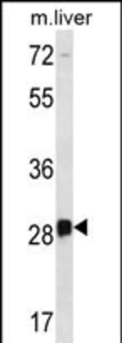 Invitrogen DRGX Polyclonal Antibody 400 &mu;L; Unconjugated:Antibodies,