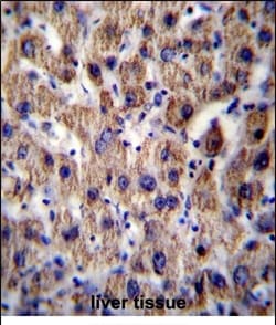 Invitrogen ATP5J Polyclonal Antibody 400 &mu;L | Buy Online | Invitrogen&trade; | Fisher Scientific