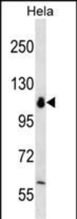 Invitrogen POLR1B Polyclonal Antibody 400 &mu;L; Unconjugated:Antibodies,