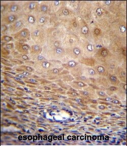 Invitrogen TMEM43 Polyclonal Antibody 400 &mu;L; Unconjugated:Antibodies,