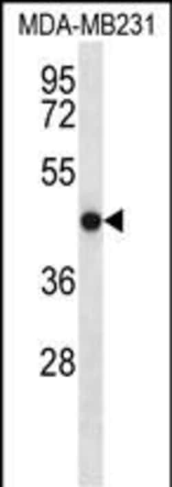 Invitrogen TMEM43 Polyclonal Antibody 400 &mu;L; Unconjugated:Antibodies,