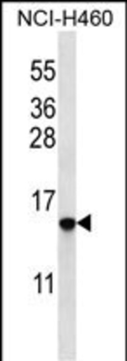 Invitrogen Histone H2B.2 Polyclonal Antibody 400 &mu;L; Unconjugated:Antibodies,