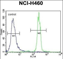 Invitrogen XYLT1 Polyclonal Antibody 400 &mu;L; Unconjugated:Antibodies,