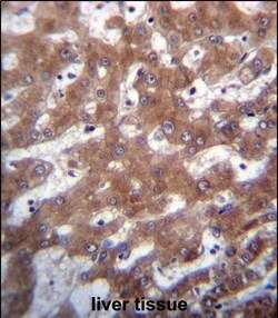 Invitrogen TRUB1 Polyclonal Antibody 400 &mu;L; Unconjugated:Antibodies,