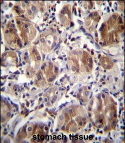 Invitrogen DULLARD Polyclonal Antibody 400 &mu;L; Unconjugated:Antibodies,