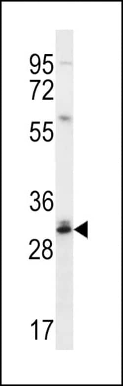 Invitrogen DULLARD Polyclonal Antibody 400 &mu;L; Unconjugated:Antibodies,