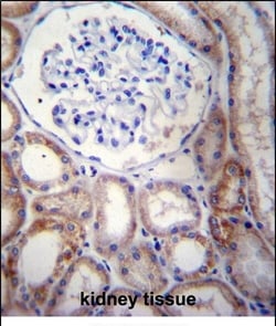 Invitrogen STARD5 Polyclonal Antibody 400 &mu;L; Unconjugated:Antibodies,