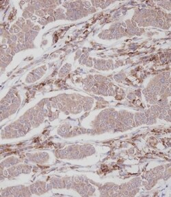 Invitrogen ENOX2 Polyclonal Antibody 400 &mu;L; Unconjugated:Antibodies,