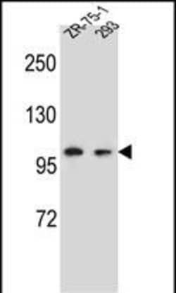 Invitrogen GRIP2 Polyclonal Antibody 400 &mu;L; Unconjugated:Antibodies,