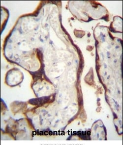 Invitrogen CSHL1 Polyclonal Antibody 400 &mu;L; Unconjugated:Antibodies,